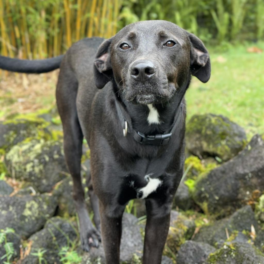 Marvel litter: Hulk, an adoptable Whippet, Mixed Breed in Keaau, HI, 96749 | Photo Image 4