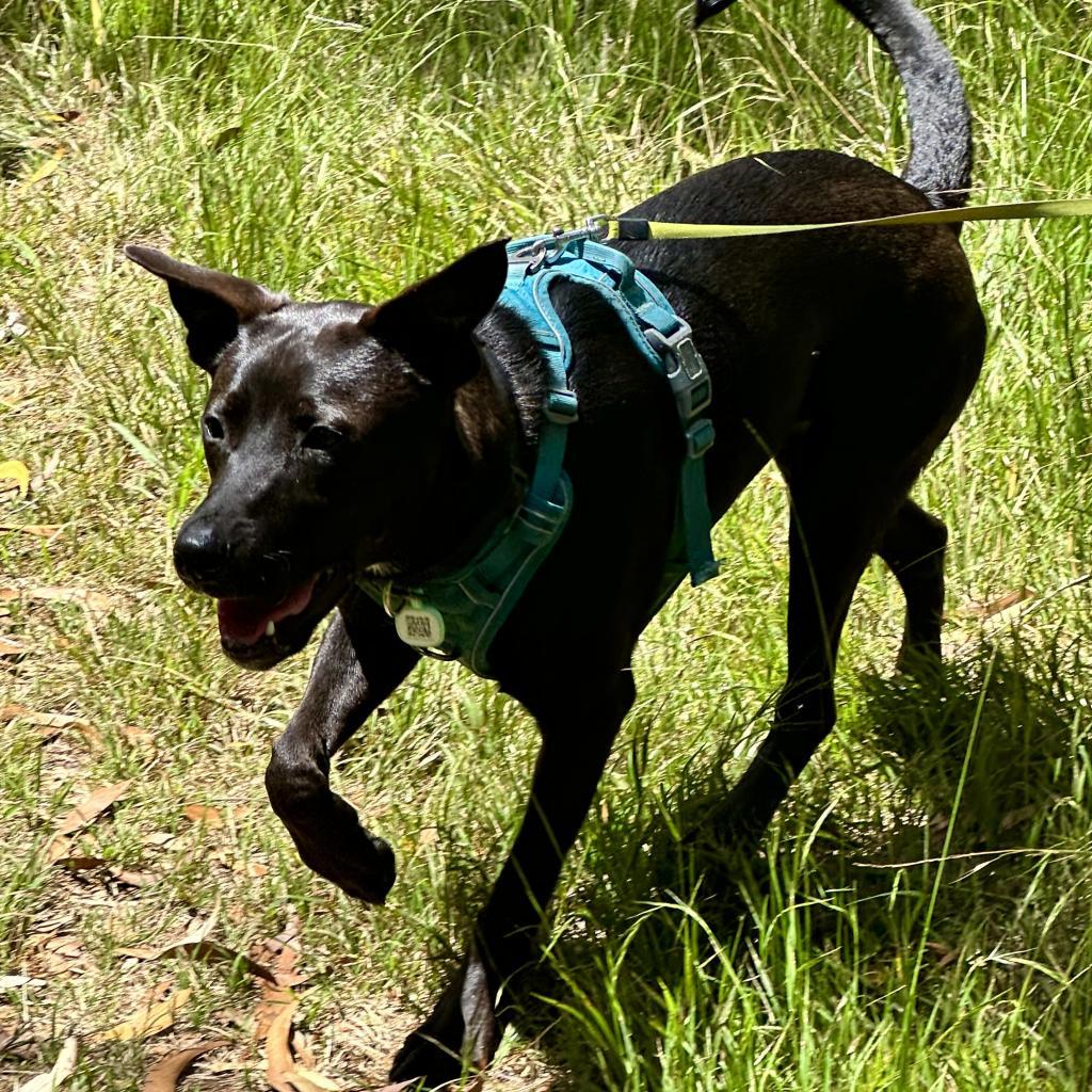 Marvel litter: Hulk, an adoptable Whippet, Mixed Breed in Keaau, HI, 96749 | Photo Image 5