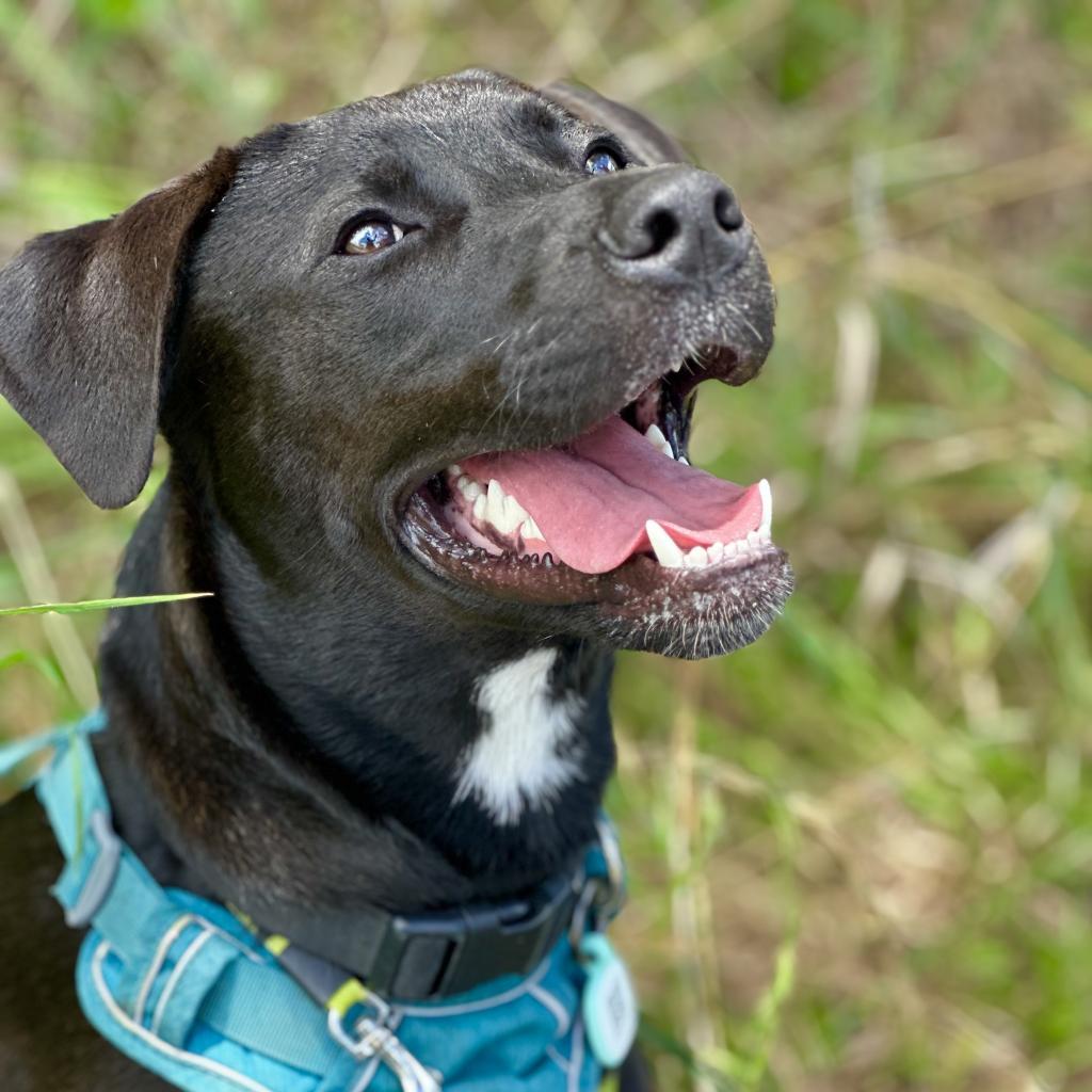 Marvel litter: Hulk, an adoptable Whippet, Mixed Breed in Keaau, HI, 96749 | Photo Image 6