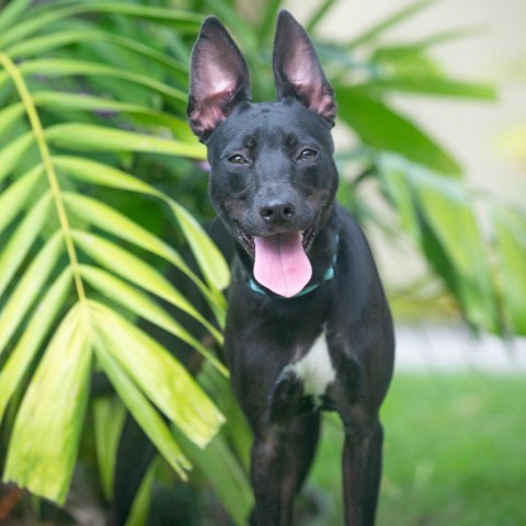 Harley, an adoptable Mixed Breed in Kailua Kona, HI, 96740 | Photo Image 1