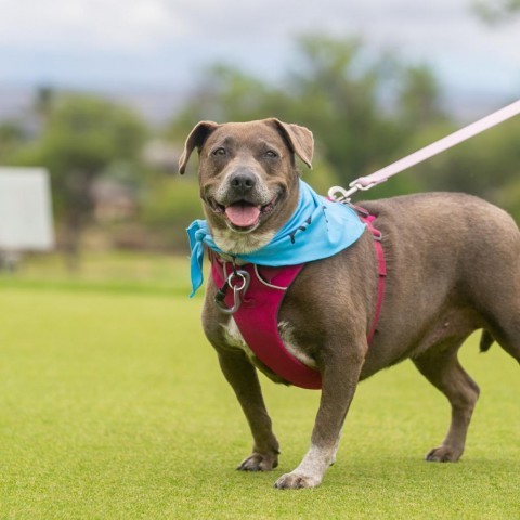 Alani, an adoptable Mixed Breed in Kailua Kona, HI, 96740 | Photo Image 1