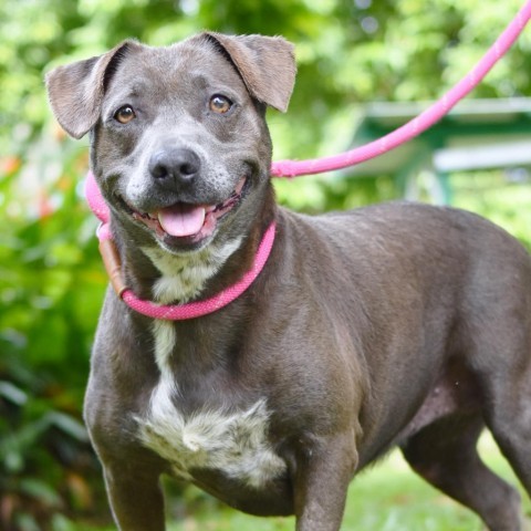 Alani, an adoptable Mixed Breed in Kailua Kona, HI, 96740 | Photo Image 2