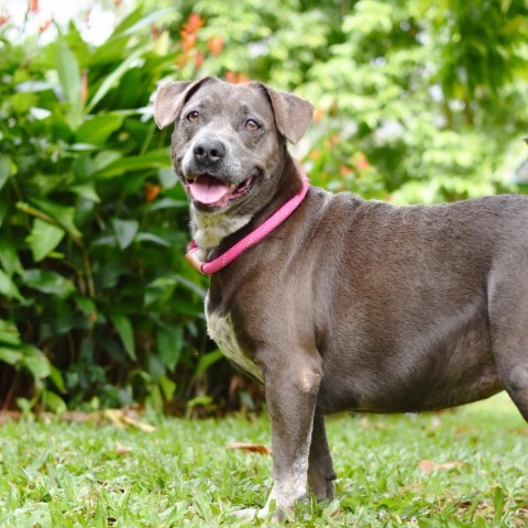 Alani, an adoptable Mixed Breed in Kailua Kona, HI, 96740 | Photo Image 3