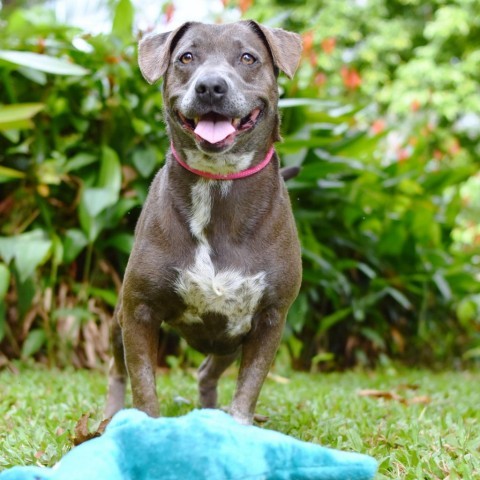 Alani, an adoptable Mixed Breed in Kailua Kona, HI, 96740 | Photo Image 4