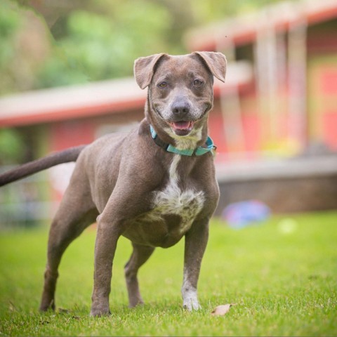 Alani, an adoptable Mixed Breed in Kailua Kona, HI, 96740 | Photo Image 5