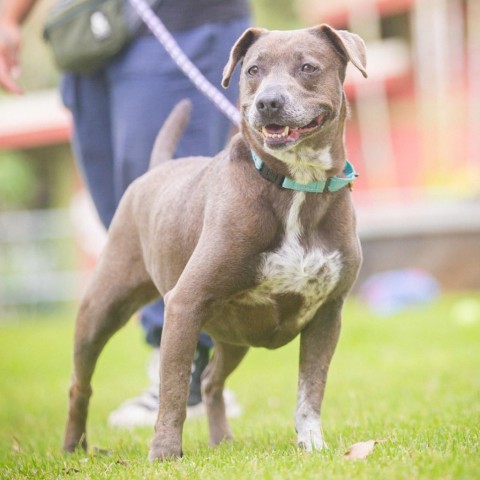 Alani, an adoptable Mixed Breed in Kailua Kona, HI, 96740 | Photo Image 6