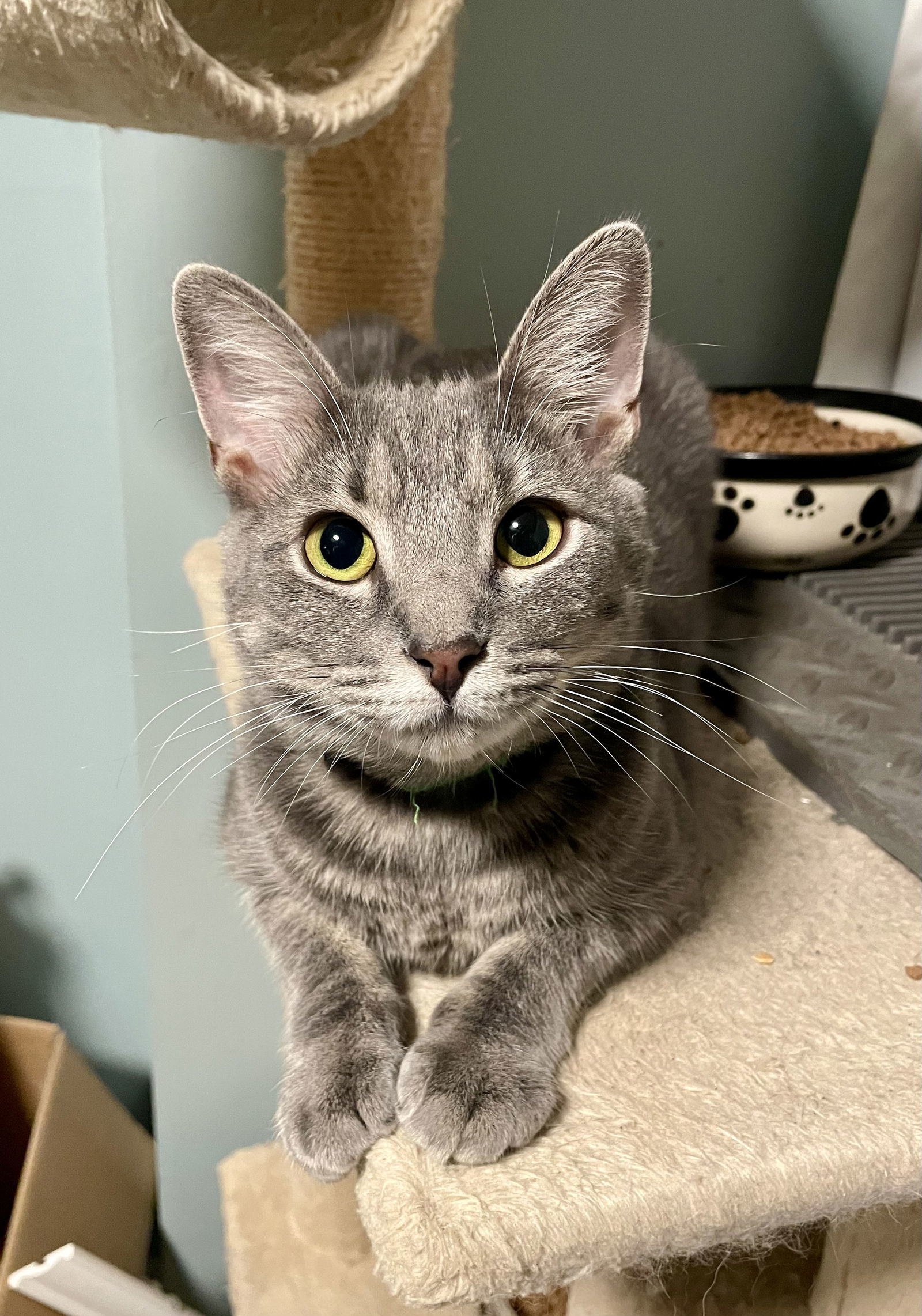 Chief, an adoptable Domestic Short Hair, Manx in Roxboro, NC, 27573 | Photo Image 1