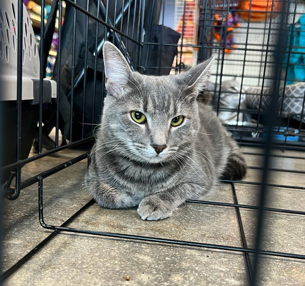 Chief, an adoptable Domestic Short Hair, Manx in Roxboro, NC, 27573 | Photo Image 2