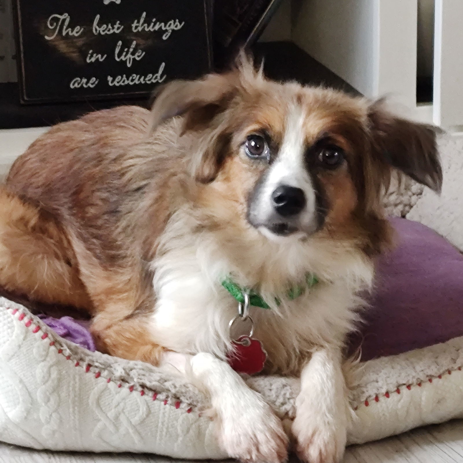 Bryce, an adoptable Australian Shepherd in Fargo, ND, 58103 | Photo Image 1