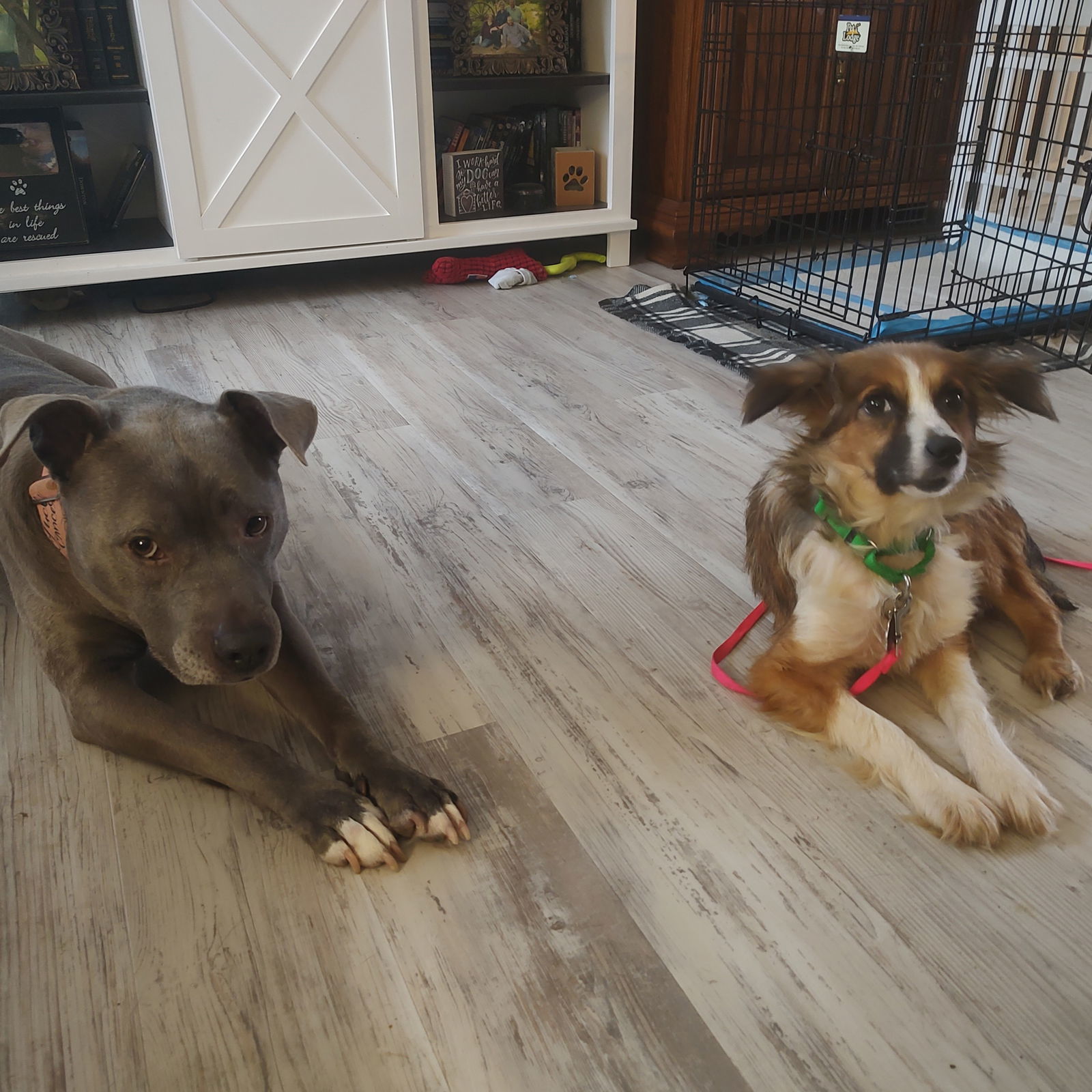 Bryce, an adoptable Australian Shepherd in Fargo, ND, 58103 | Photo Image 2