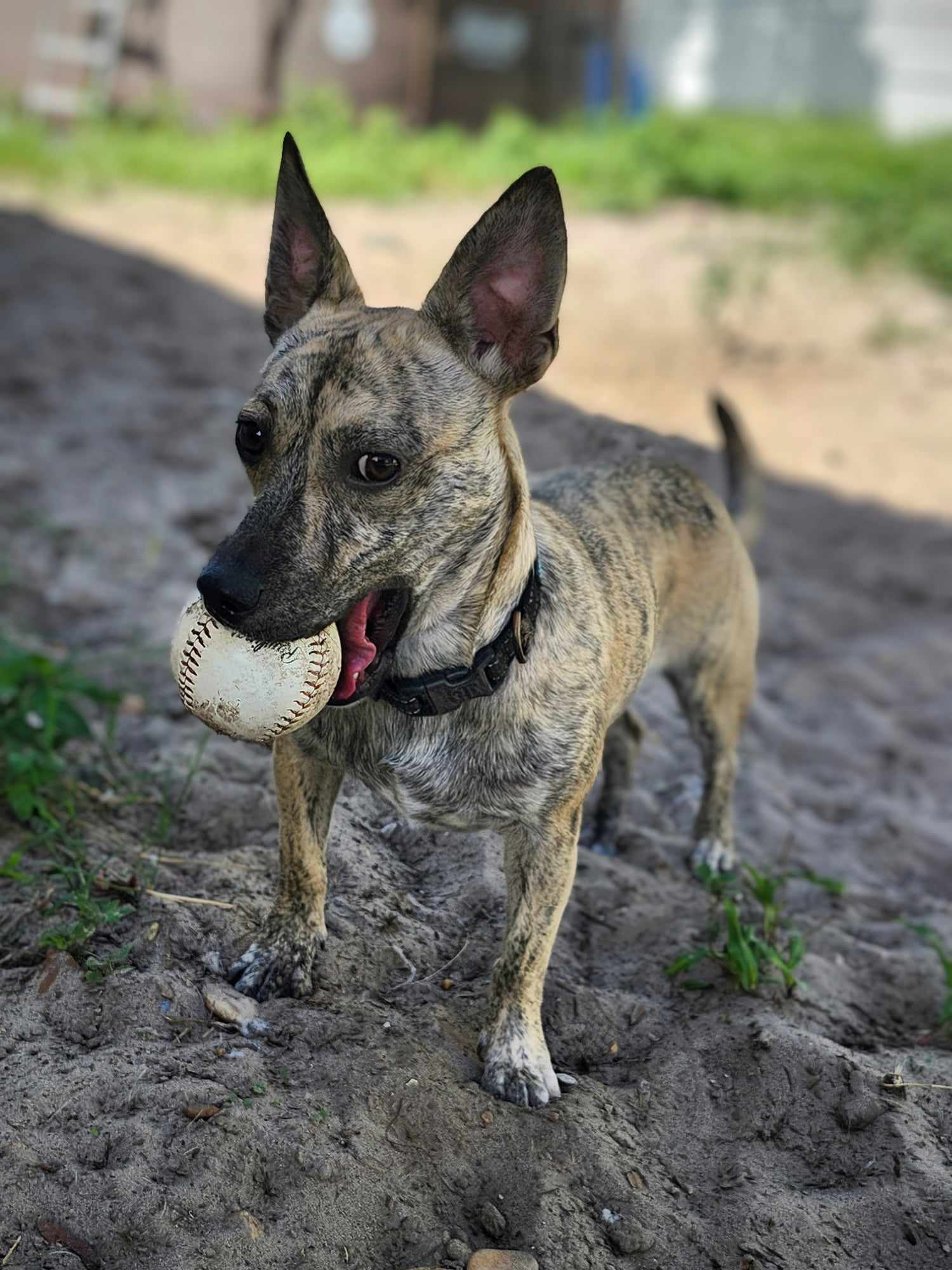 Willow, an adoptable Hound, Feist in Osteen, FL, 32764 | Photo Image 1