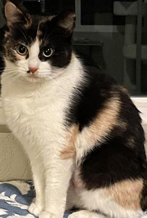 Born around July 2023 Marilyn Monroe is a sweet quiet female calico Marilyn is very cuddly and l