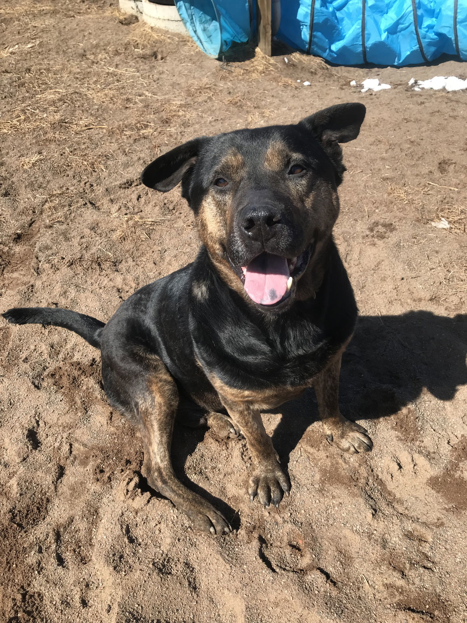 Roscoe, an adoptable Rottweiler in Webster, WI, 54893 | Photo Image 2