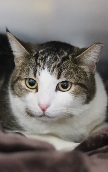 Mr. Right, an adoptable Domestic Short Hair in Walla Walla, WA, 99362 | Photo Image 3