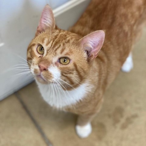 Knox, an adoptable Domestic Short Hair in Wadena, MN, 56482 | Photo Image 1