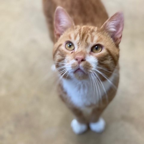 Knox, an adoptable Domestic Short Hair in Wadena, MN, 56482 | Photo Image 2