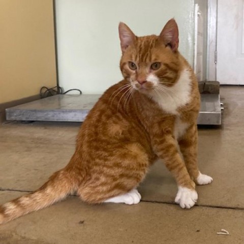 Knox, an adoptable Domestic Short Hair in Wadena, MN, 56482 | Photo Image 4