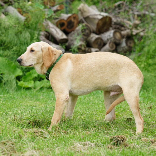 Chester Cheese, an adoptable Yellow Labrador Retriever, Mixed Breed in Duart, ON, N0L 1H0 | Photo Image 2