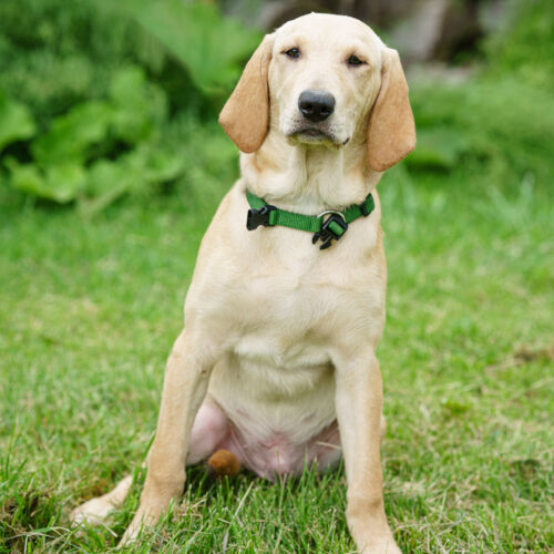 Chester Cheese, an adoptable Yellow Labrador Retriever, Mixed Breed in Duart, ON, N0L 1H0 | Photo Image 4