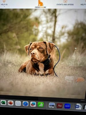 Bonnie, Young Female American Staffordshire Terrier
