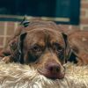 Bonnie photo 3