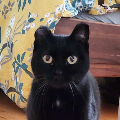 Bean, an adoptable Domestic Short Hair in Zimmerman, MN, 55398 | Photo Image 1