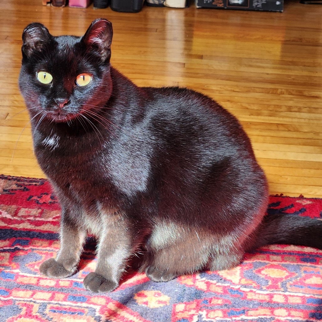 Bean, an adoptable Domestic Short Hair in Zimmerman, MN, 55398 | Photo Image 1