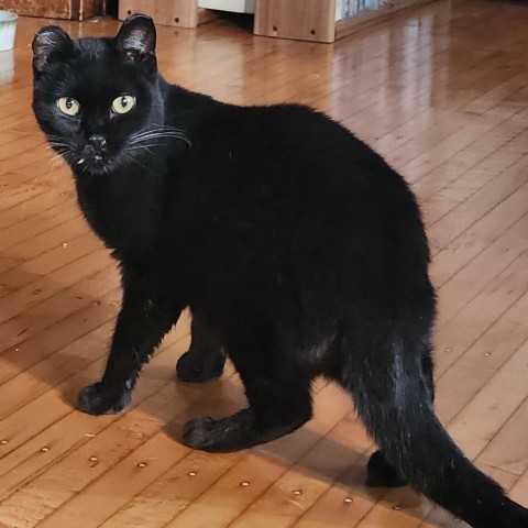 Bean, an adoptable Domestic Short Hair in Zimmerman, MN, 55398 | Photo Image 2