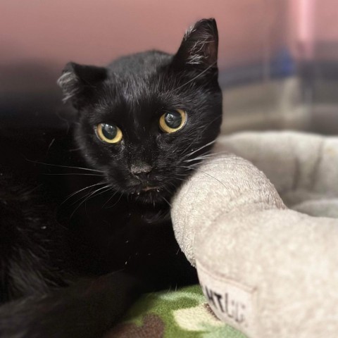 Bean, an adoptable Domestic Short Hair in Zimmerman, MN, 55398 | Photo Image 5