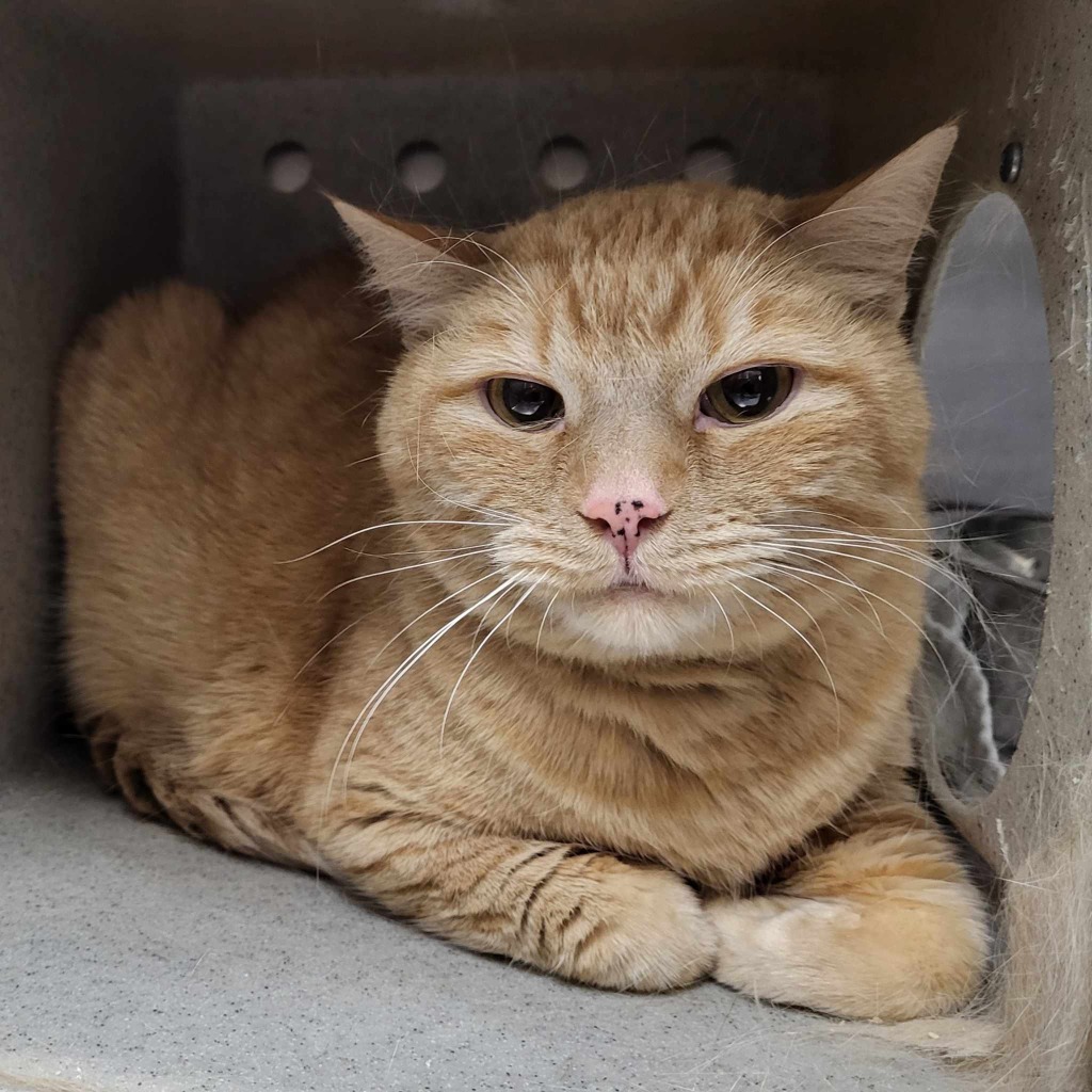 Kitty, an adoptable Domestic Short Hair in Ogden, UT, 84409 | Photo Image 1