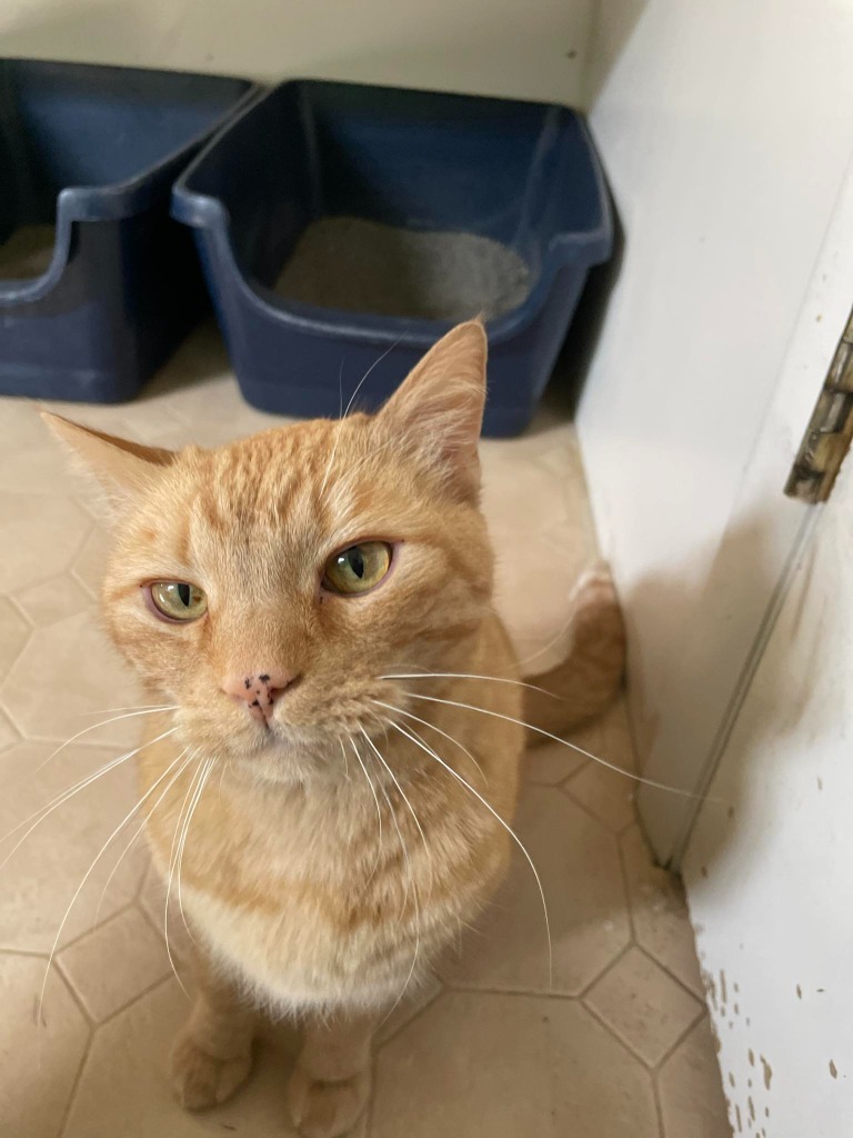 Kitty, an adoptable Domestic Short Hair in Ogden, UT, 84409 | Photo Image 2