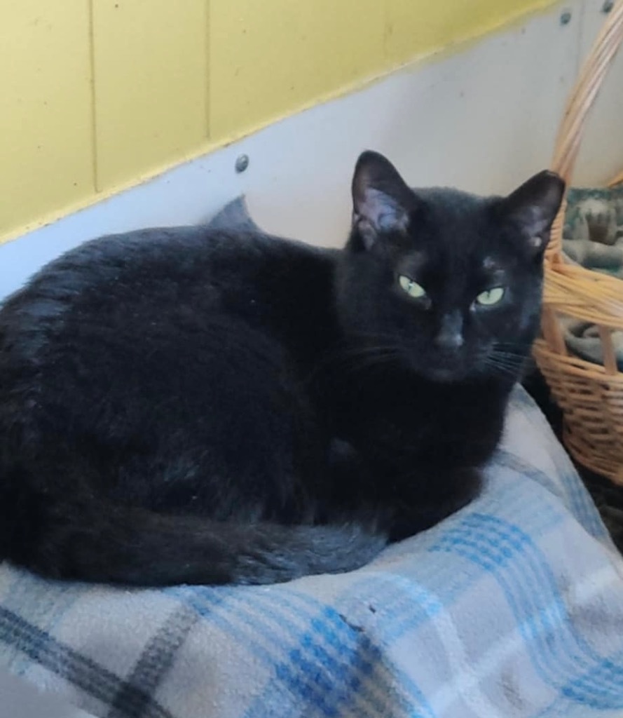 Aspen, an adoptable Domestic Short Hair in Ogden, UT, 84409 | Photo Image 1