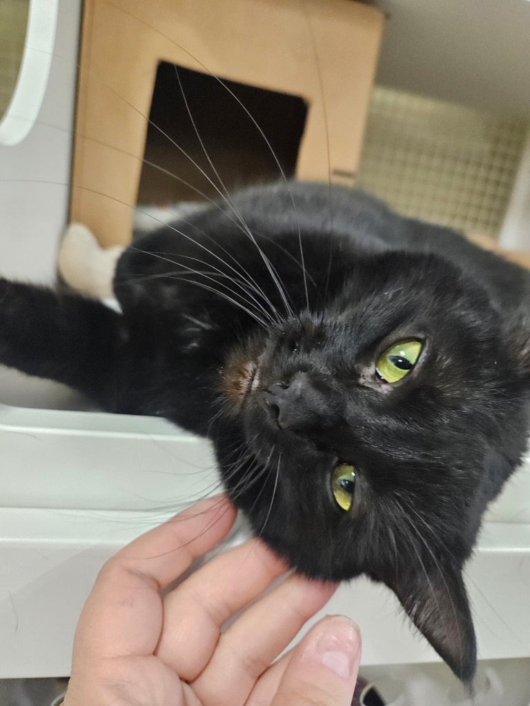 Aspen, an adoptable Domestic Short Hair in Ogden, UT, 84409 | Photo Image 1
