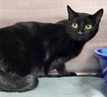 Aspen, an adoptable Domestic Short Hair in Ogden, UT, 84409 | Photo Image 2