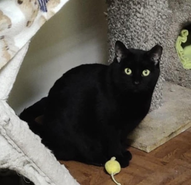 Aspen, an adoptable Domestic Short Hair in Ogden, UT, 84409 | Photo Image 2