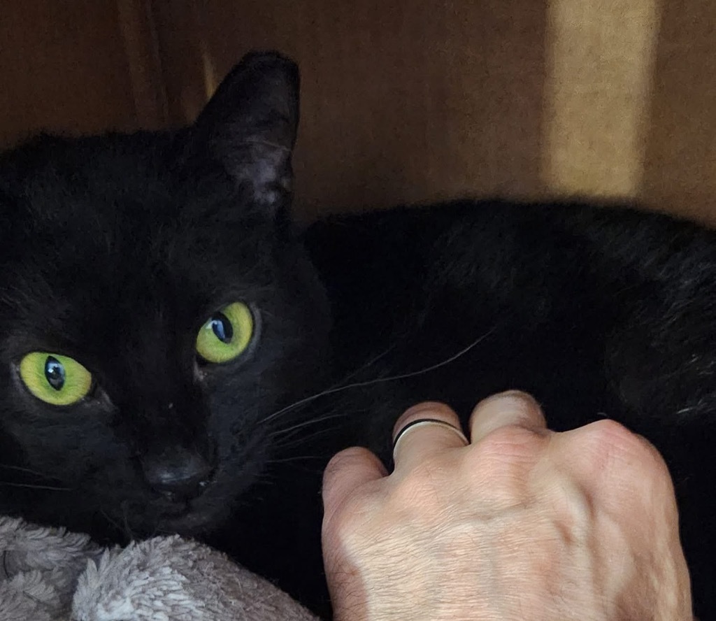 Aspen, an adoptable Domestic Short Hair in Ogden, UT, 84409 | Photo Image 4