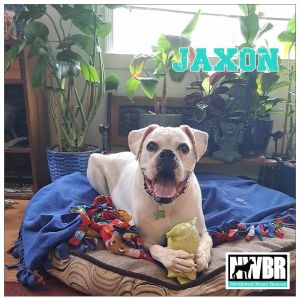 Jaxon 9 YO 85 Pounds Kid Cat  Dog Friendly Crate  Leash Trained Fostered in H