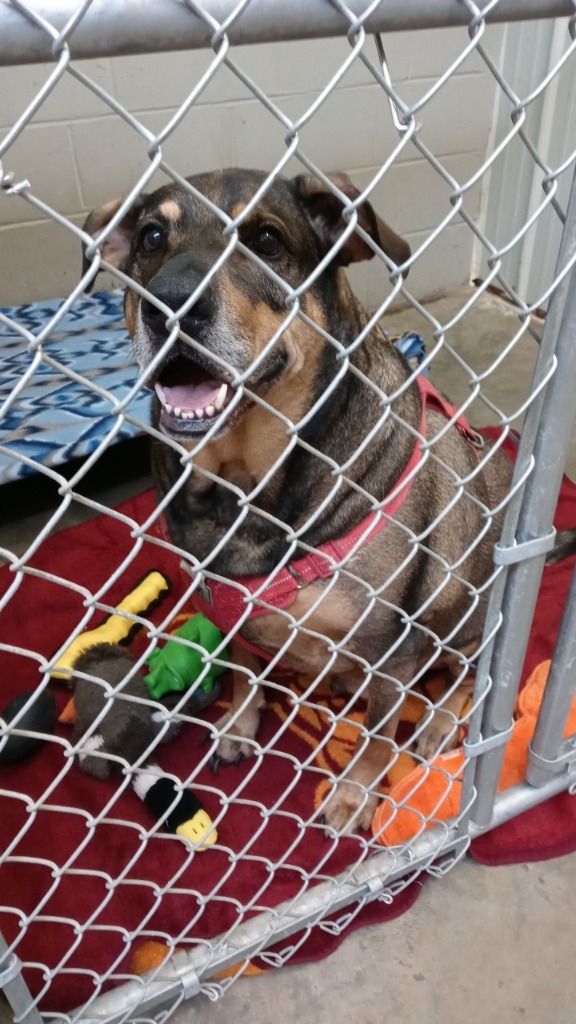 Prince, an adoptable Catahoula Leopard Dog, Shepherd in Virginia, MN, 55792 | Photo Image 1