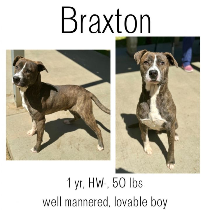 Braxton 1