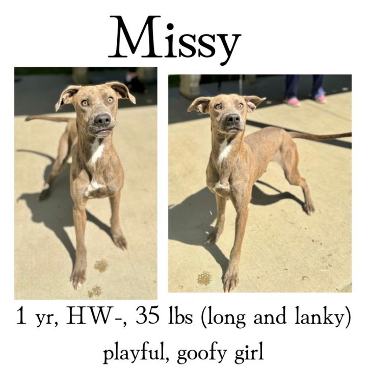 Missy 1