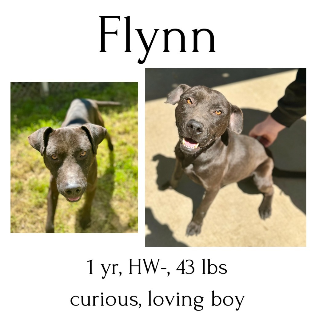 Flynn detail page