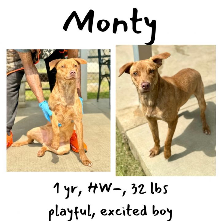 Monty 1
