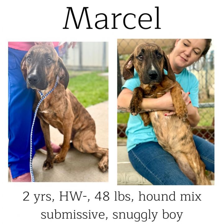 Marcel 1