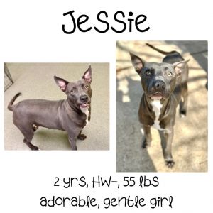Jessie, Adult Female unknown