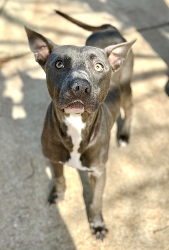 Jessie