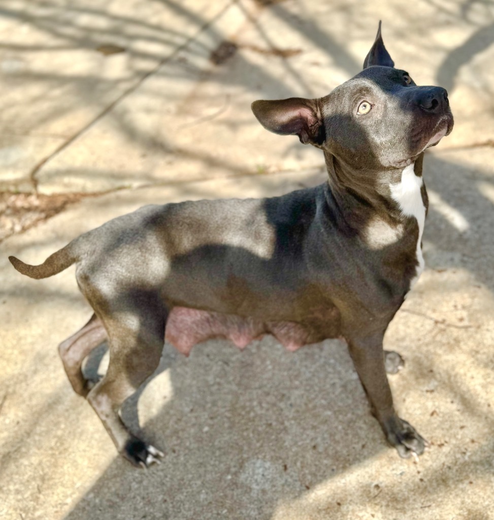 Jessie