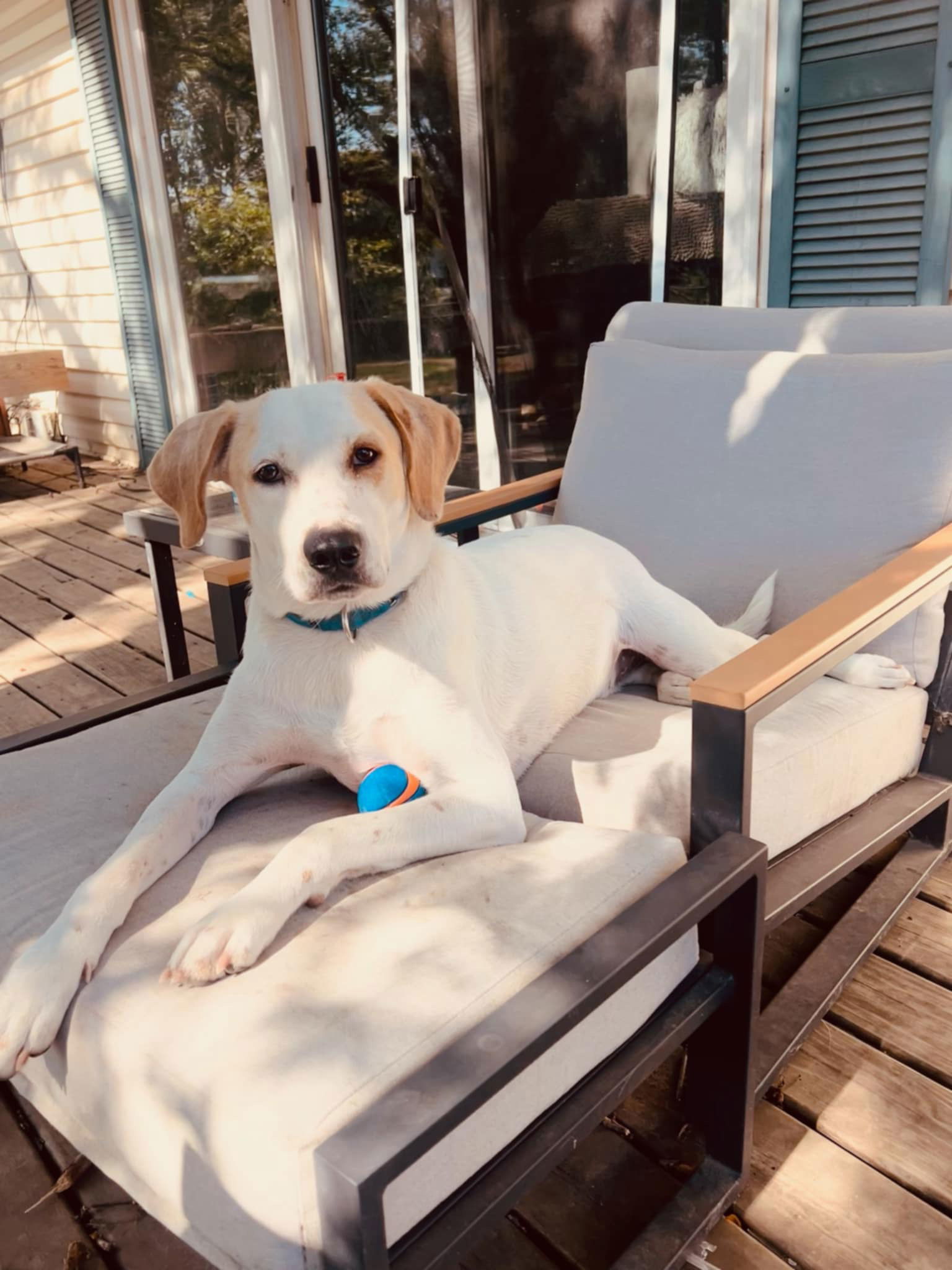 Cheeto, an adoptable Labrador Retriever, Foxhound in Crystal, MN, 55428 | Photo Image 1