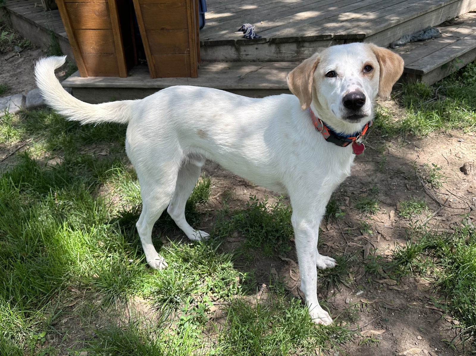 Cheeto, an adoptable Labrador Retriever, Foxhound in Crystal, MN, 55428 | Photo Image 2