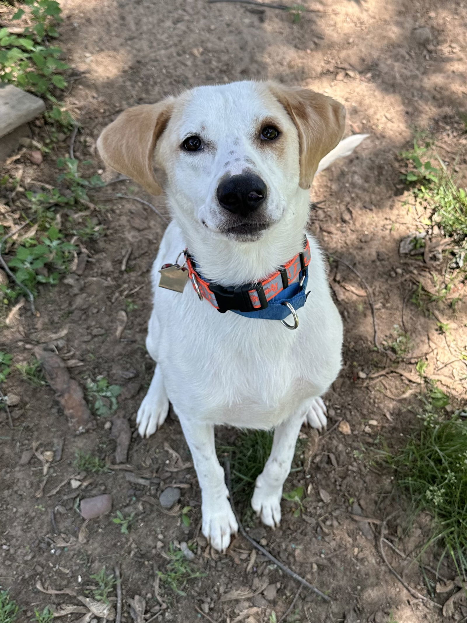 Cheeto, an adoptable Labrador Retriever, Foxhound in Crystal, MN, 55428 | Photo Image 3