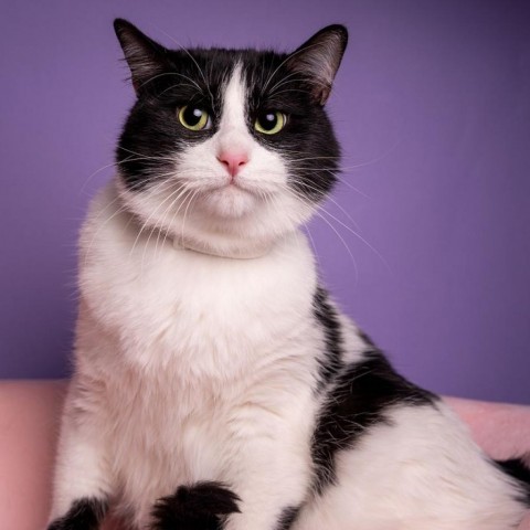 Toyko, an adoptable Turkish Van, Domestic Long Hair in Bountiful, UT, 84010 | Photo Image 1